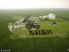 东营:多种颜色水稻种出巨幅3D稻田画