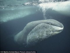 人类长寿的秘密在哪里？鲸鱼知道答案