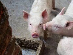 中债研究丨生猪养殖行业系列研究之一：解密猪周期、探究行业供需格局