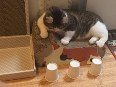 日本聪明小猫与主人玩游戏 轻松猜出藏球杯子