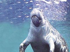 揭秘海底“美人鱼” 海南岛沿海的 “旗舰动物”儒艮