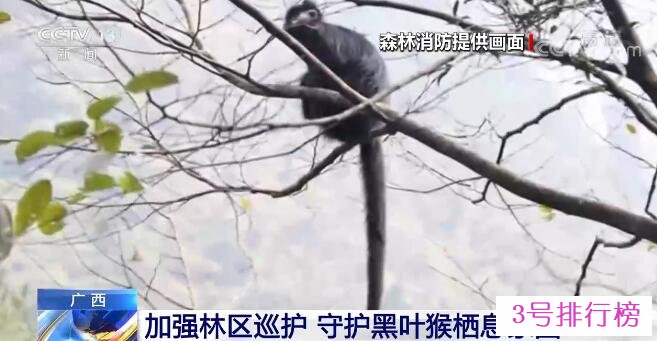 广西大明山国家级自然保护区加强林区巡护 守护黑叶猴栖息家园