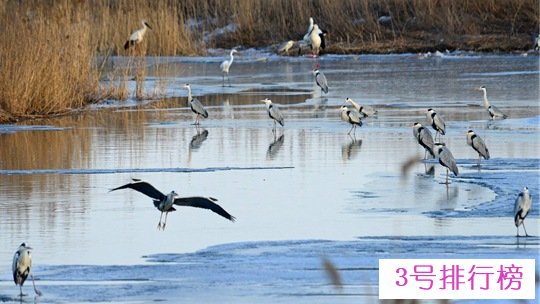 黑龙江大庆龙凤湿地冰雪初融 候鸟纷至觅食